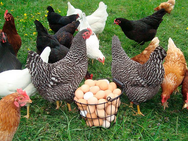 Содержание кур и уход за ними | ЗооТом - продажа, вязка и услуги для животных в Жигулевске