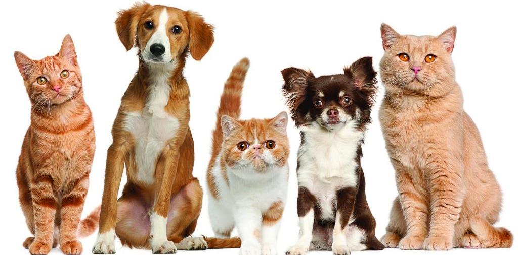 Доска объявлений о животных | ЗооТом - продажа, вязка и услуги для животных в Жигулевске