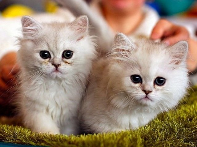 Породы кошек в Жигулевске | ЗооТом портал о животных
