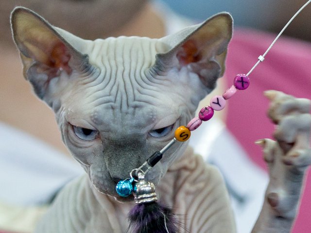 Выставки кошек в Жигулевске | ЗооТом портал о животных