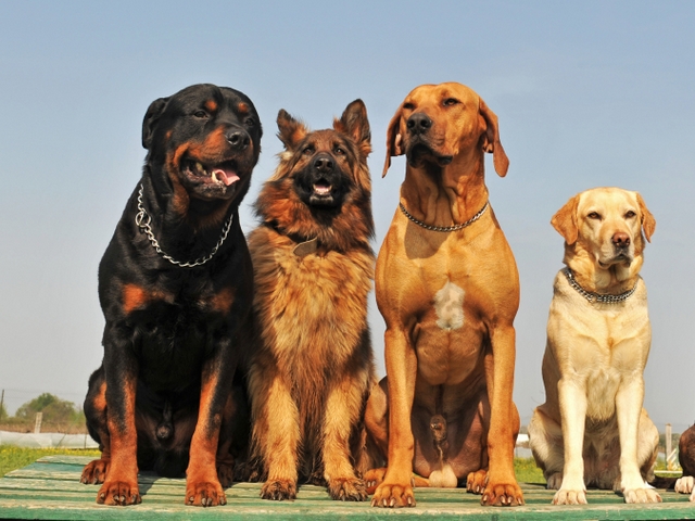 Крупные породы собак в Жигулевске | ЗооТом портал о животных
