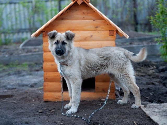 Все о собаках в Жигулевске Все о собаках в Жигулевске